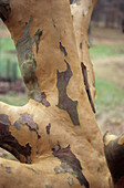 Japanese stuartia tree trunk
