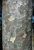 Lacebark pine tree trunk