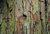 Swamp cypress bark