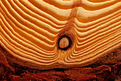 Annual growth rings