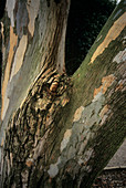 Urn gum trunk (Eucalyptus urnigera)