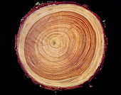 Growth rings of Larch tree