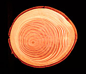 Growth rings of larch tree