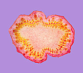 Burdock stem,light micrograph