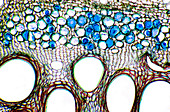 Cucumber stem,light micrograph