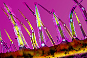 Plant stem trichomes,light micrograph