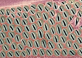 Xylem plant cells,SEM