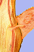 Sycamore stem,light micrograph