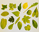 Collection of leaf types