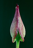 Convolvulus leaf bud