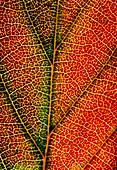 Veins of Morello cherry leaf