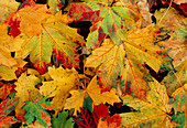 Autumnal leaves on forest floor