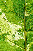 Variegated leaf of the Aurora poplar