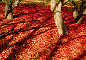 Autumnal leaves on forest floor