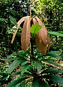 Rainforest shrub with new leaves