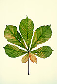 Horse Chestnut leaf in autumn colour