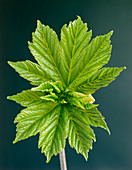 Newly opened sycamore leaf