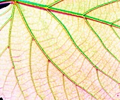 Veins in a lady's mantle leaf