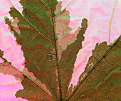 Dying leaf showing loss of chlorophyll