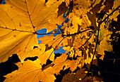 Autumn leaves from a Plane tree