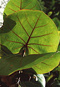 Seagrape leaves