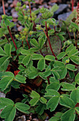 Mountain Sibbaldia leaves