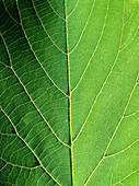 Lime leaf