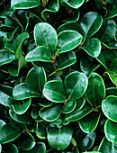Privet leaves (Ligustrum 'Rotundifolium')