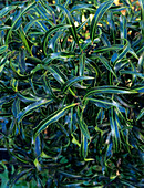 Holly leaves (Ilex aquifolium)
