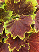 Geranium 'Vancouver Centennial' leaves
