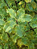 Pittosporum 'Warnham Gold' foliage