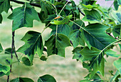 Tuliptree 'Aureomarginata' leaves