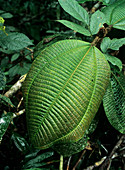 Amazonian leaves