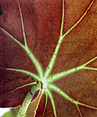 Begonia x erythrophylla leaf