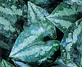 Asarum chinchengense leaves