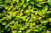 Japanese spirea (Spirea 'Gold Flame')