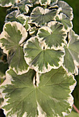 Variegated Geranium leaves