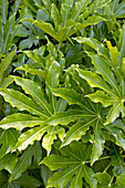 Japanese aralia (Fatsia japonica)