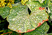 Lady's mantle leaves