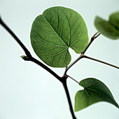 Judas tree leaf (Cercis siliquastrum)