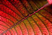 Poinsettia leaf