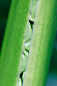 Young leaf (Alocasia robusta)