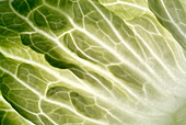 Cabbage leaf veins