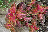 Painted nettle leaves (Coleus blumei)