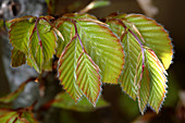 European beech leaves (Fagus sylvatica)