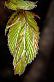 European beech leaves (Fagus sylvatica)