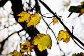 Sycamore leaves (Acer pseudoplatanus)