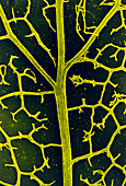 Leaf veins of the common ivy