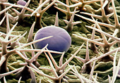 Coloured SEM of a lavender leaf's surface