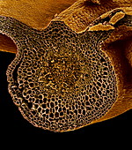 Leaf midrib,SEM